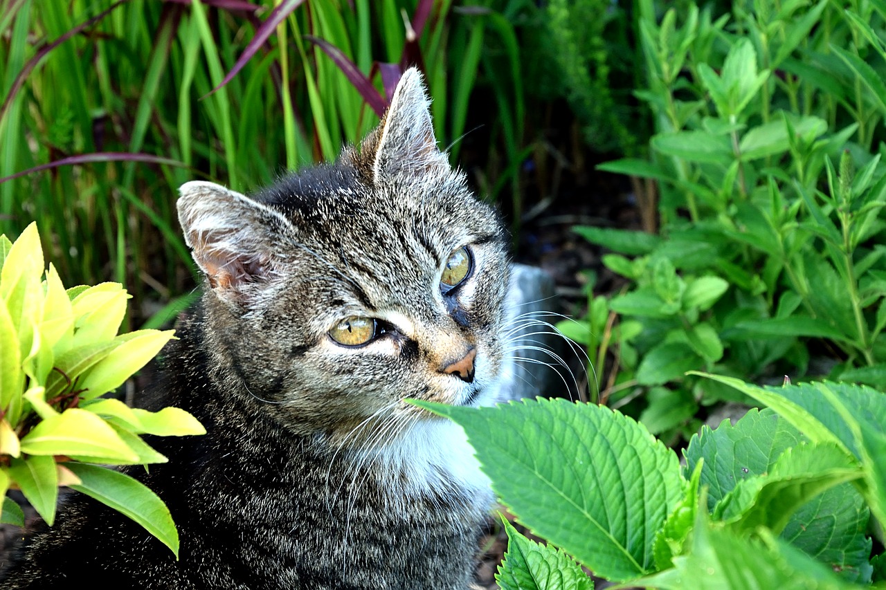 cat female domestic cat free photo