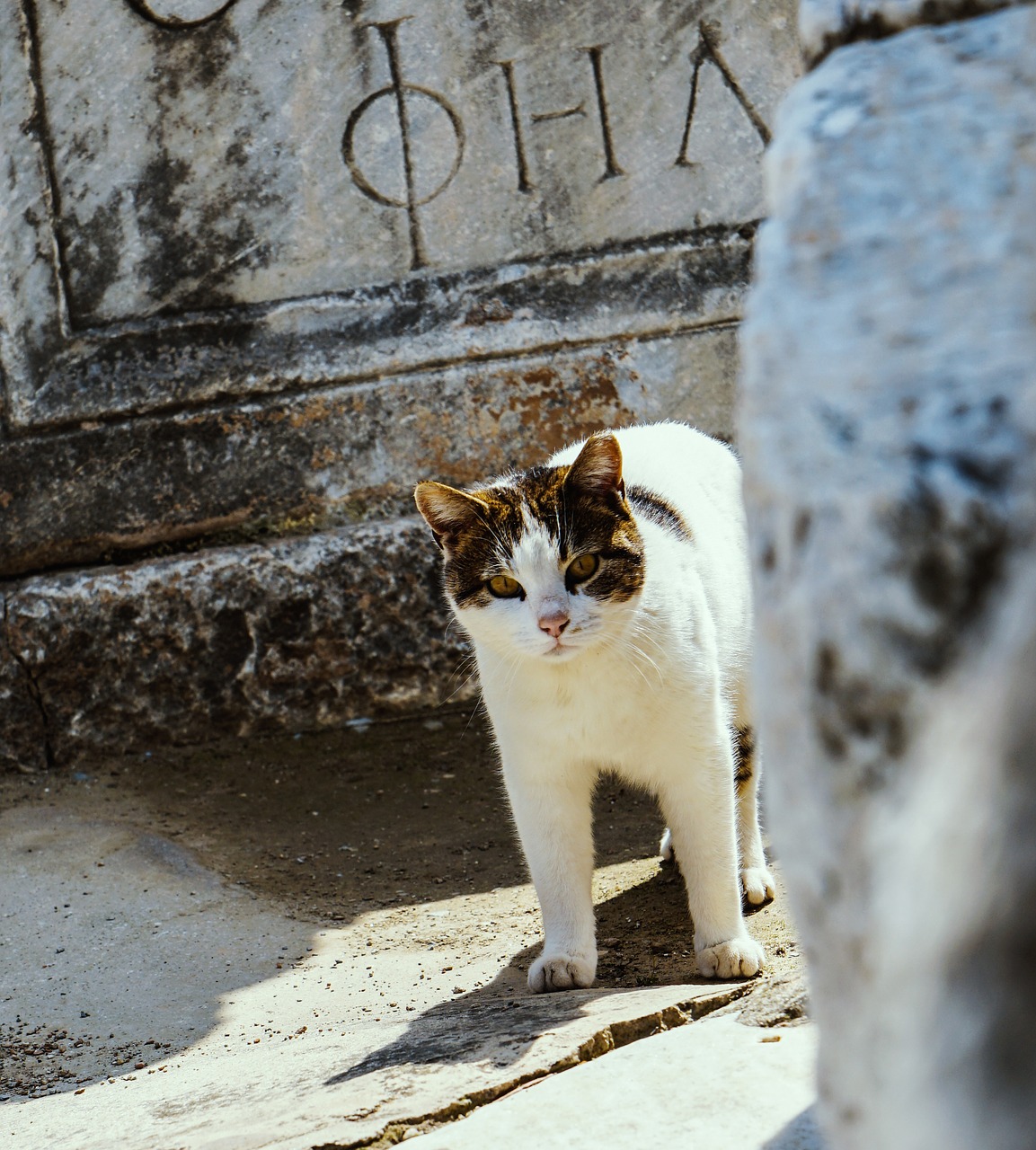 cat building eyes free photo