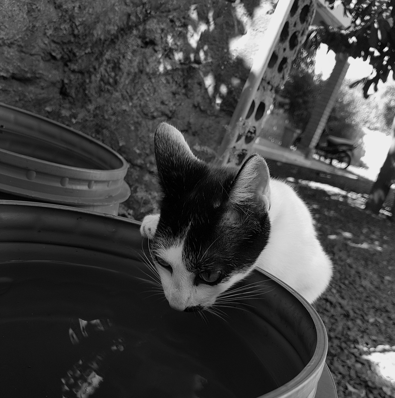 cat black white free photo