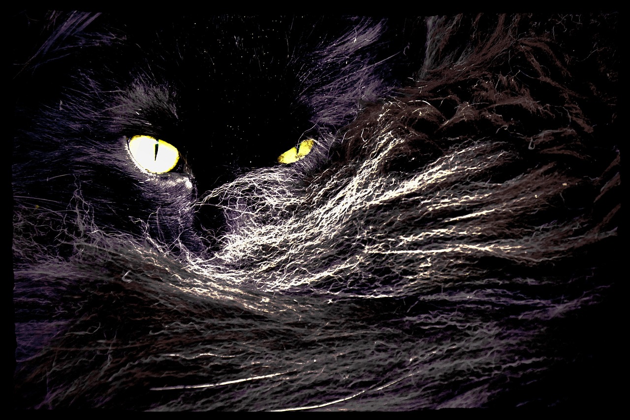 cat cat's eyes norwegian free photo