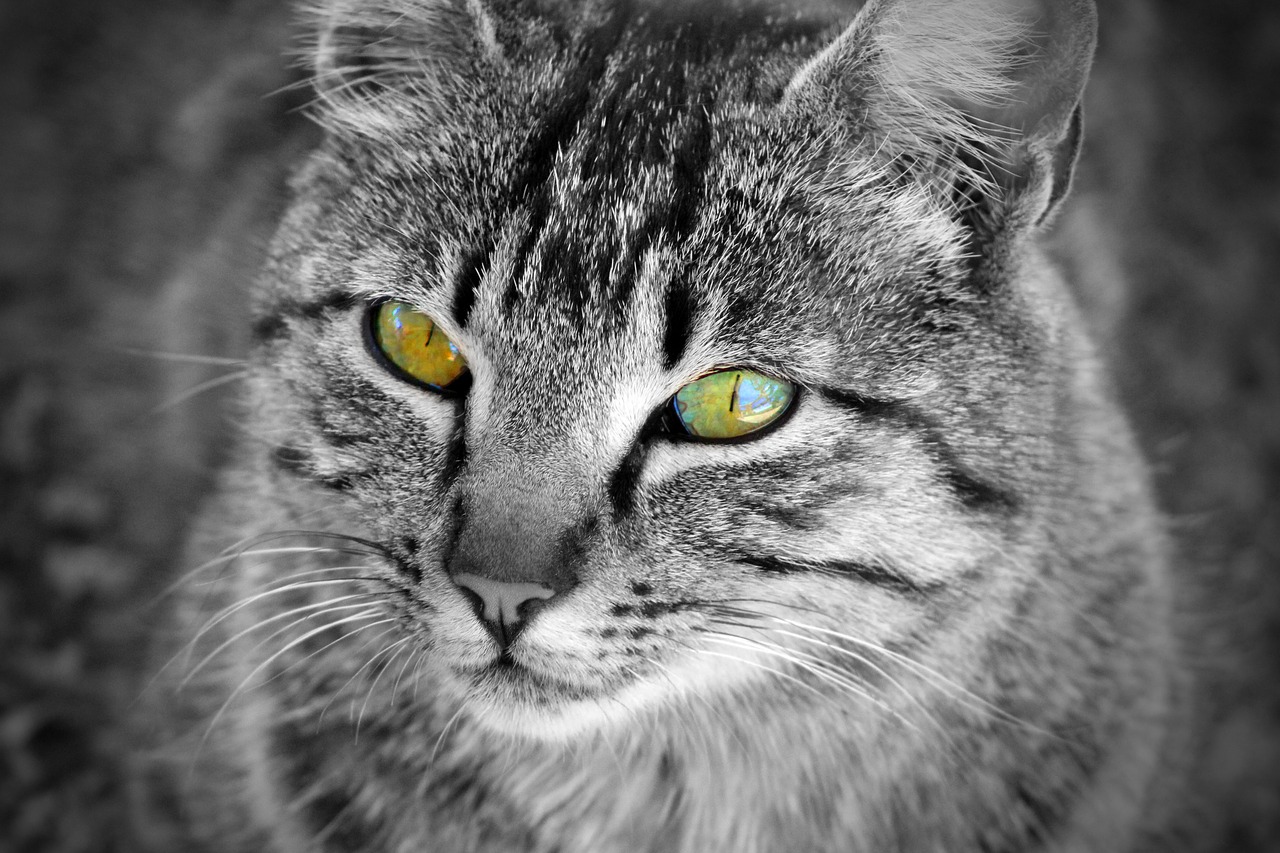 cat eyes whiskers free photo
