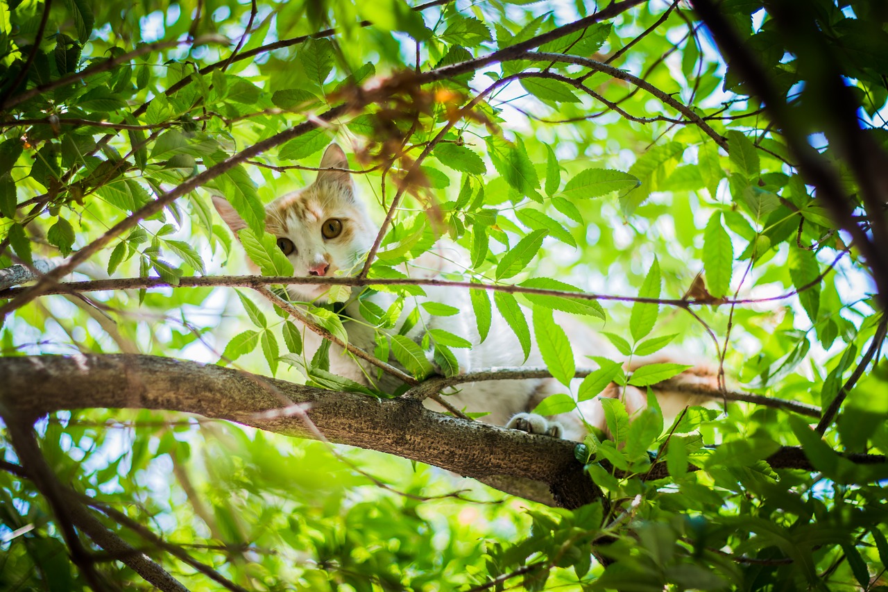 cat stray animal free photo