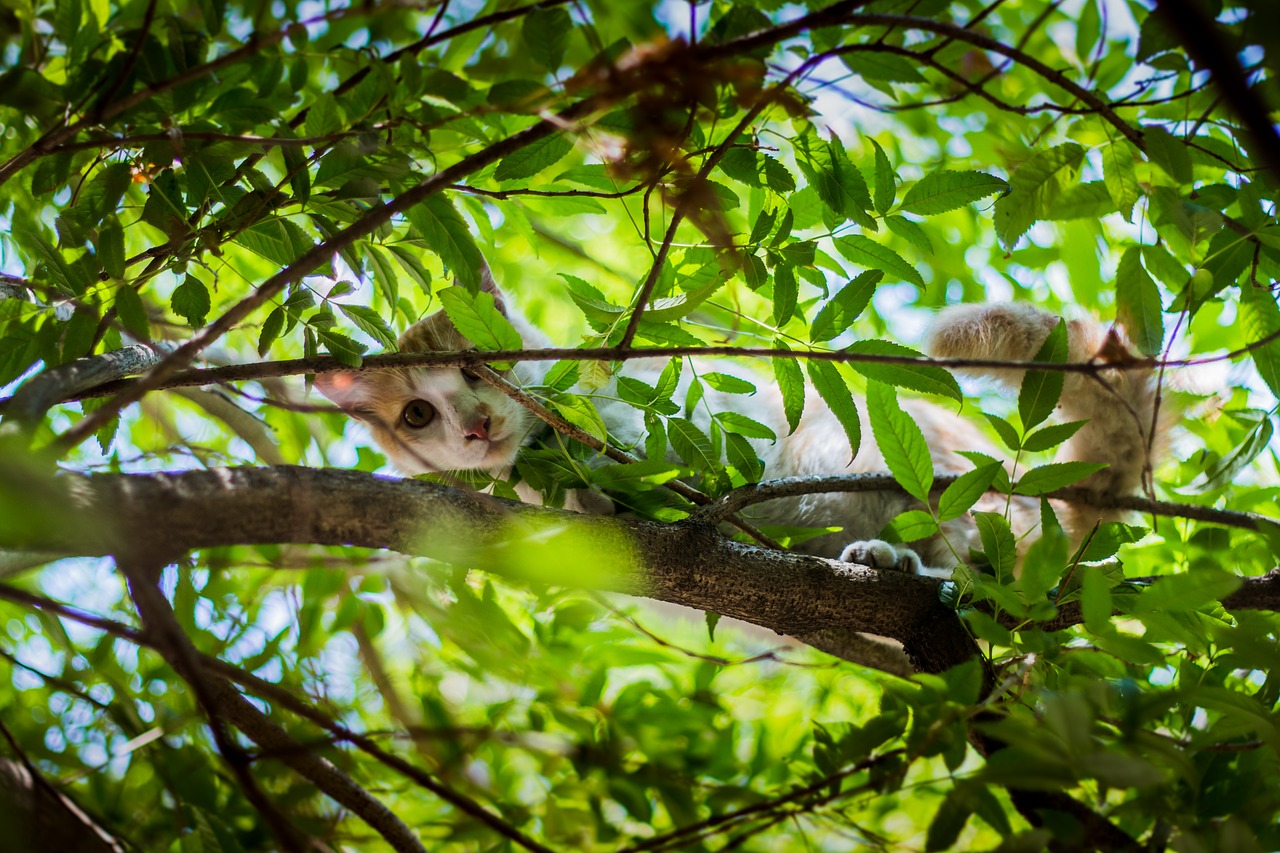 cat stray animal free photo