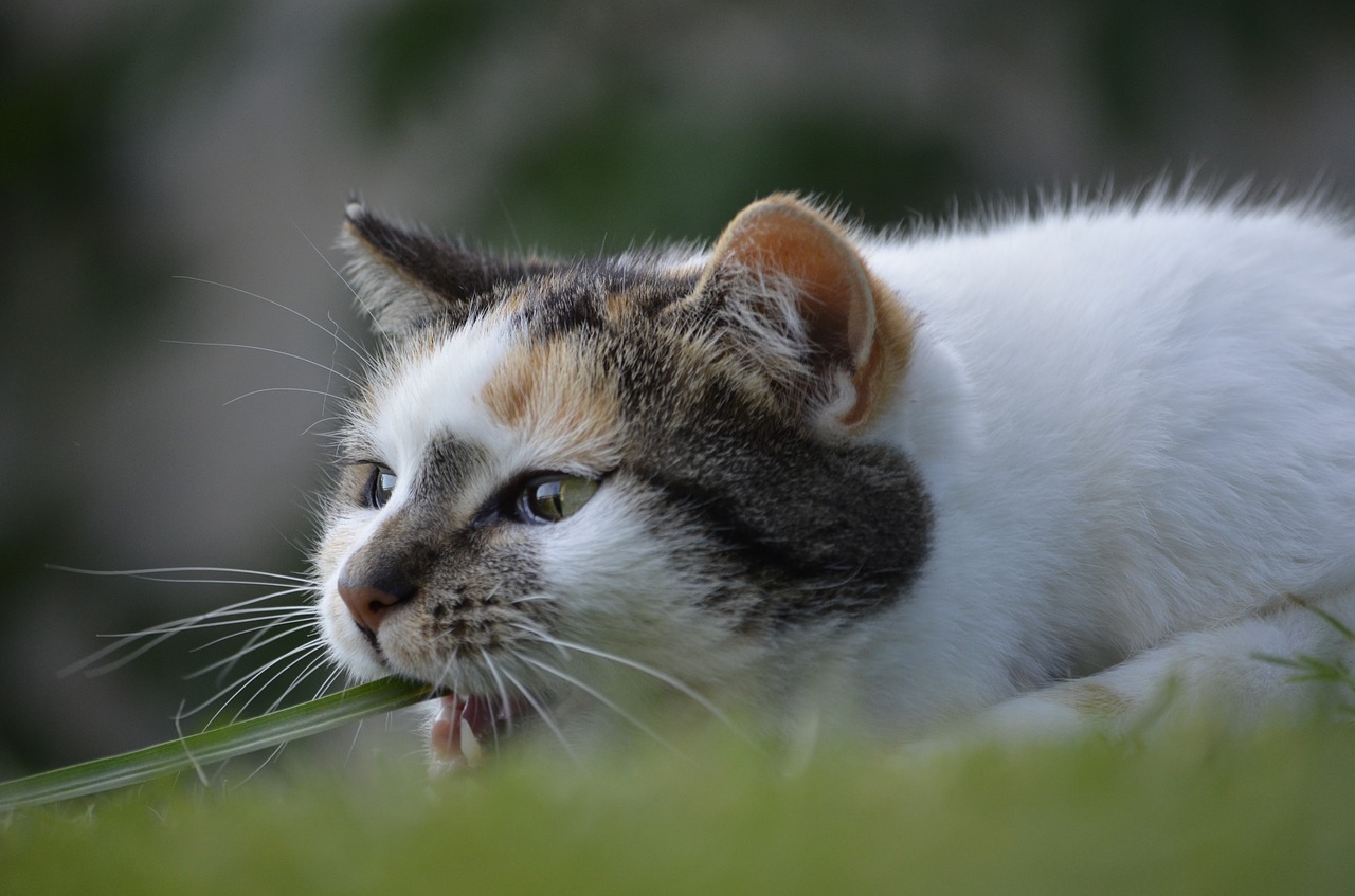 cat blade of grass summer free photo