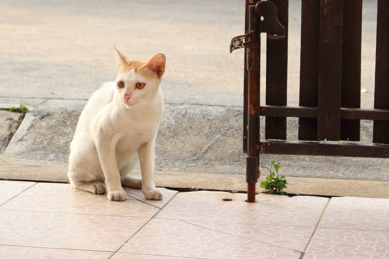 cat animal day light free photo