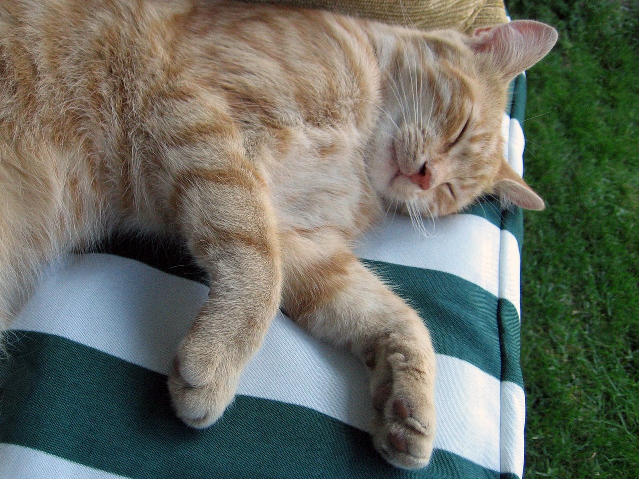cat tomcat sleeps free photo