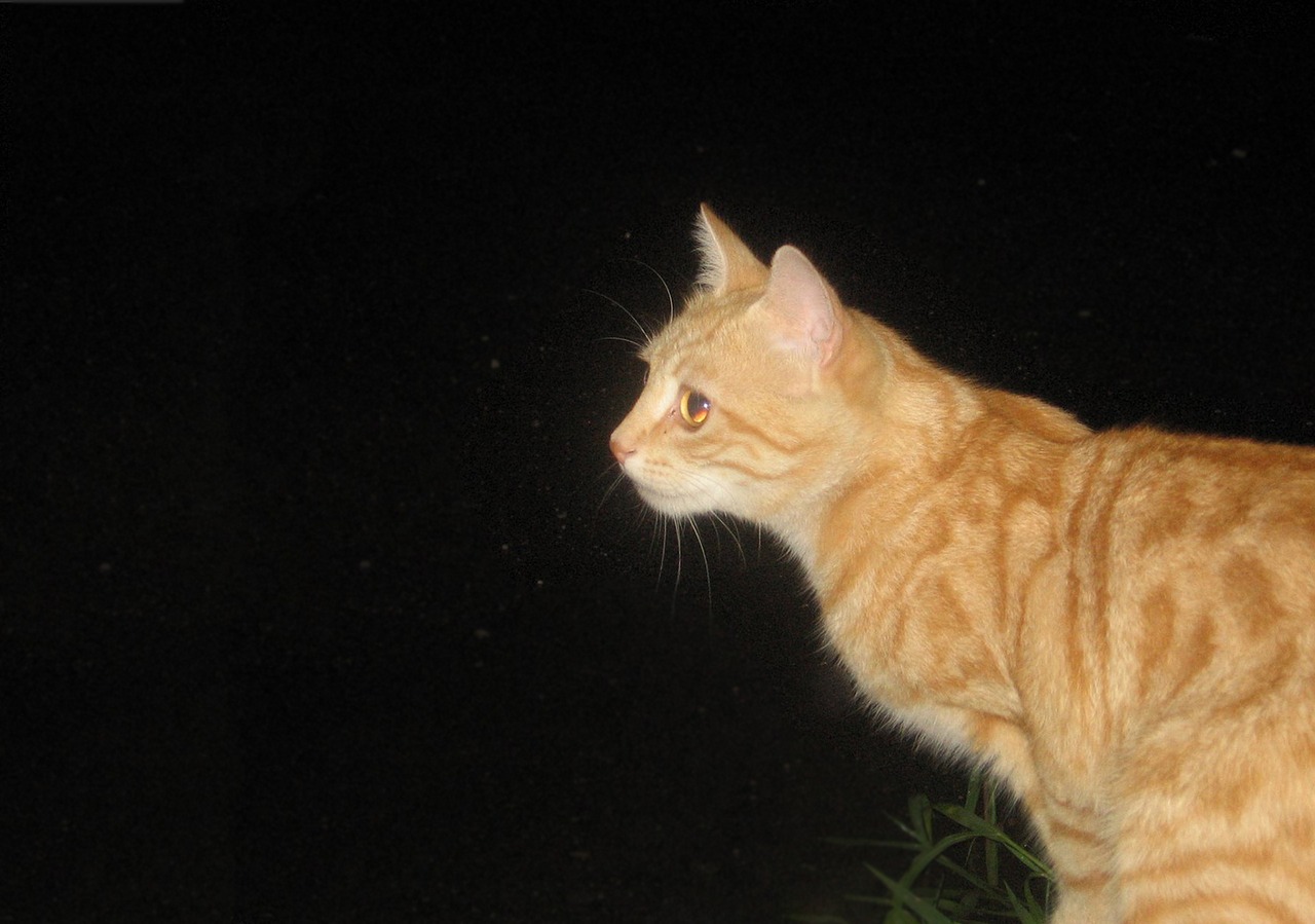cat tomcat night free photo