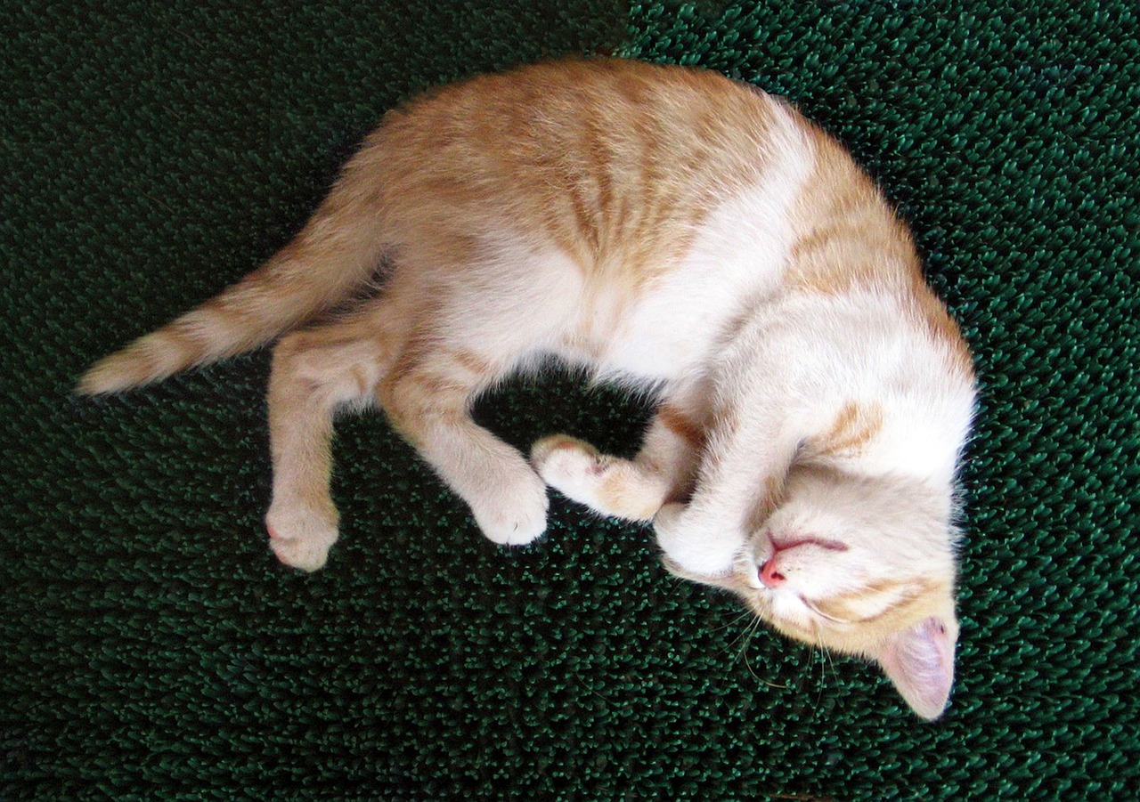 cat tomcat kitten free photo