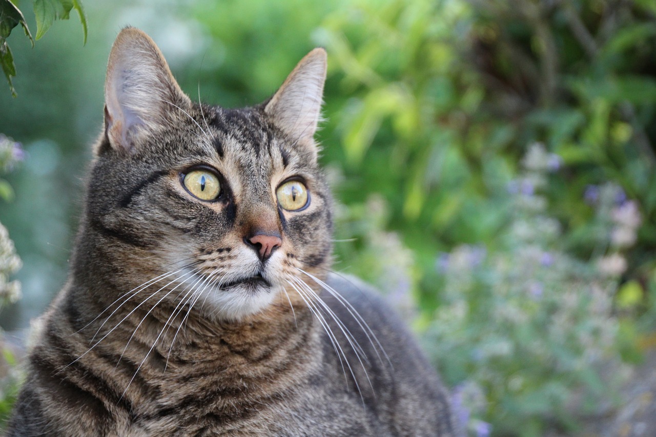 cat eyes domestic cat free photo