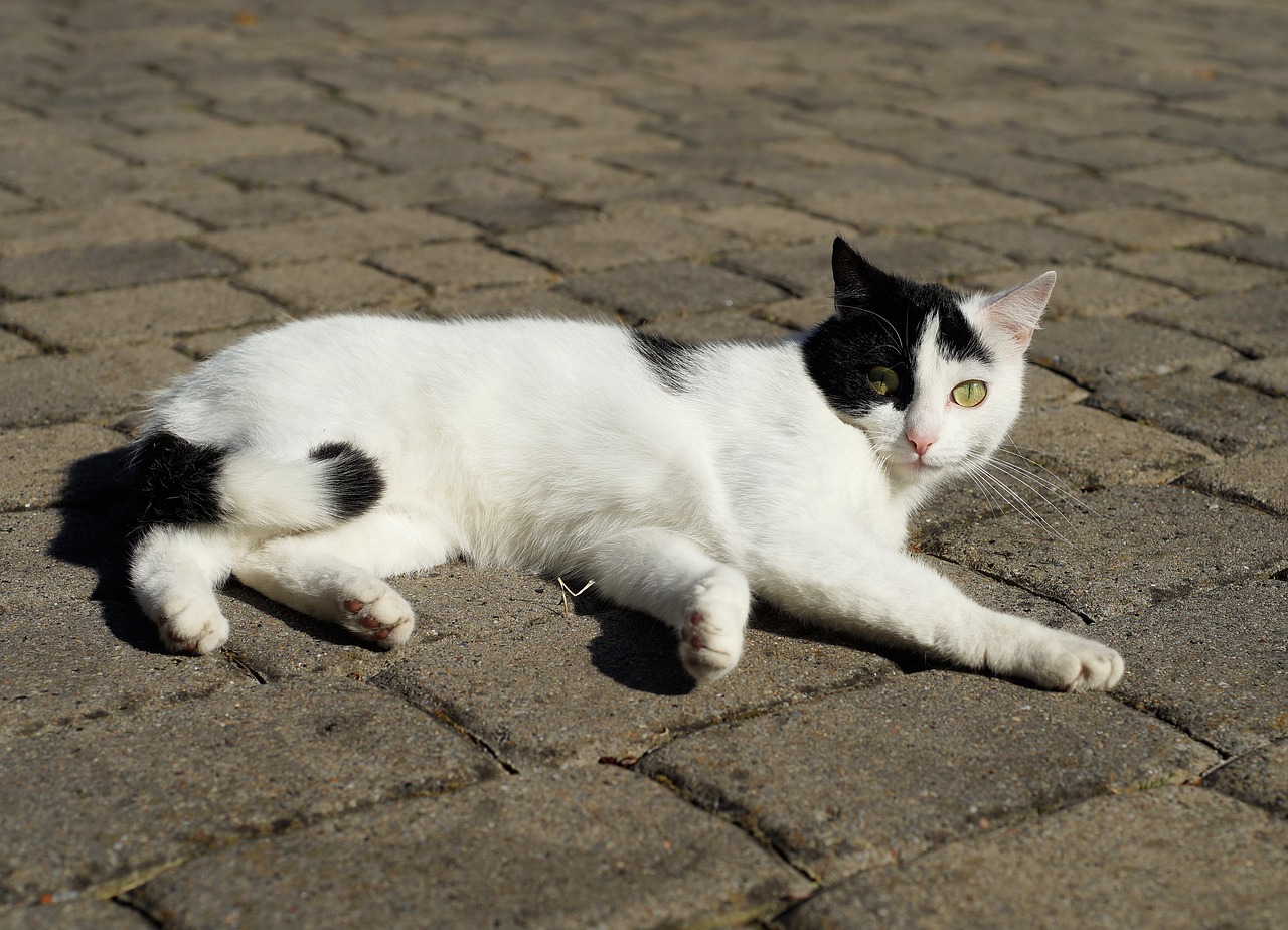 cat domestic cat female free photo