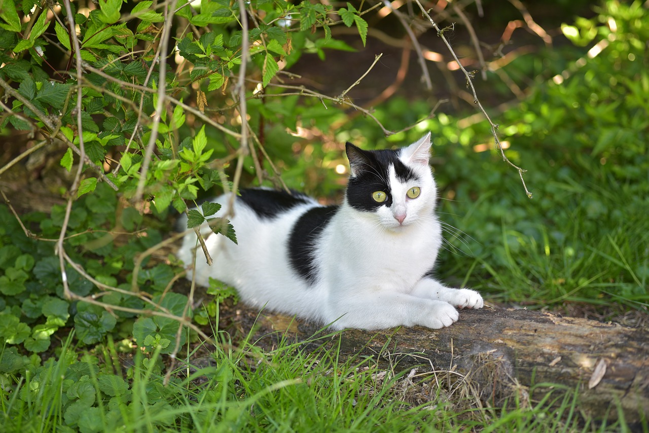 cat cute black free photo