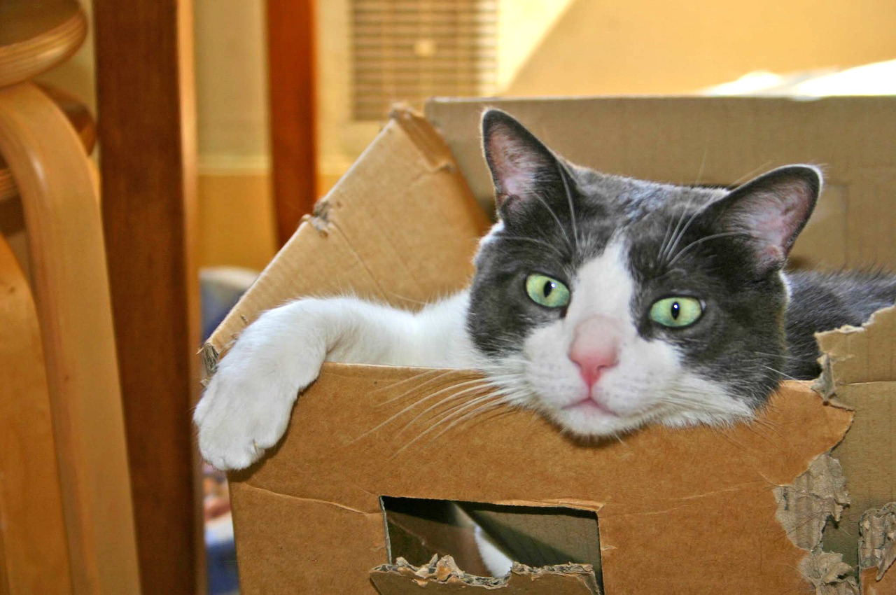cat carton cute free photo
