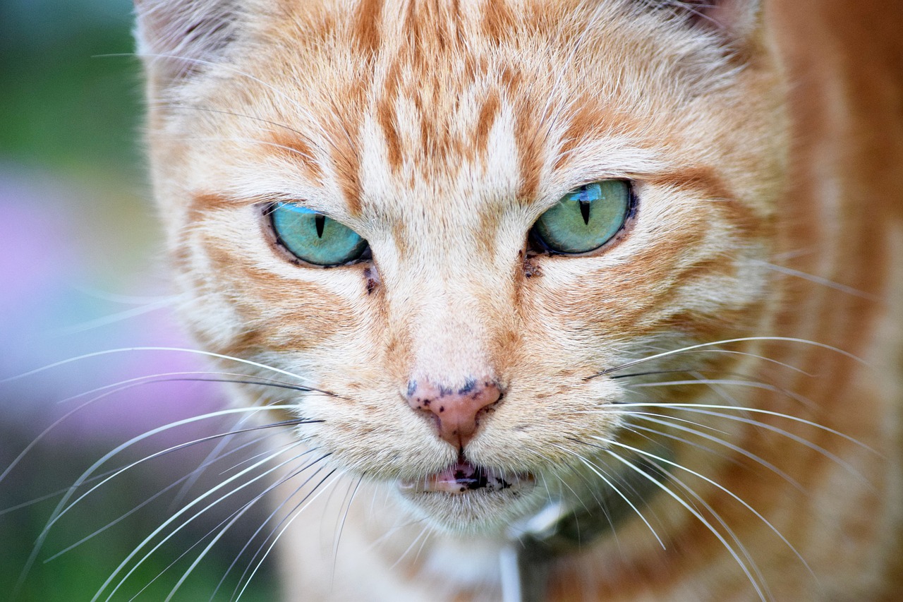 cat stripes domestic free photo