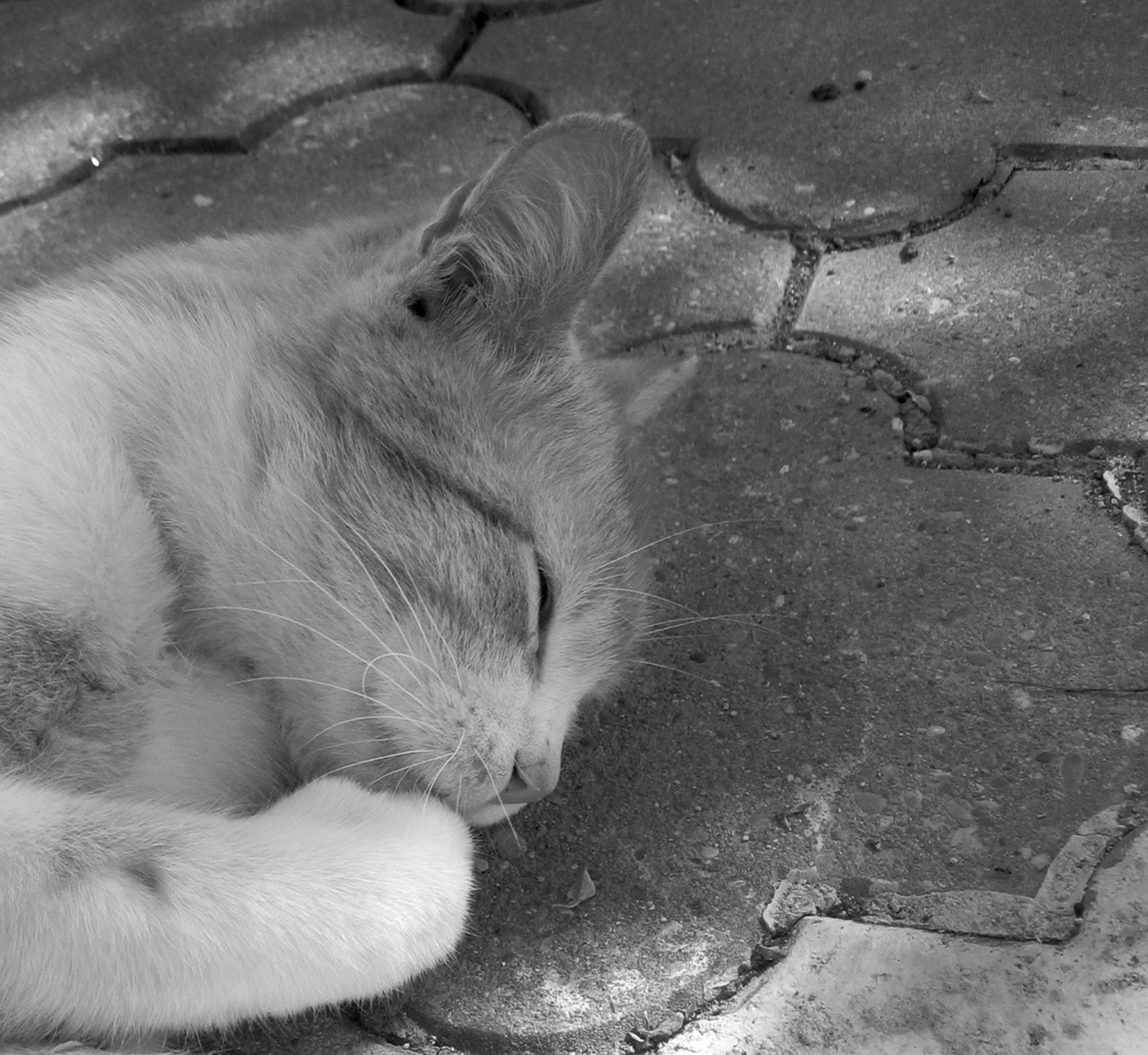 cat tomcat animal free photo