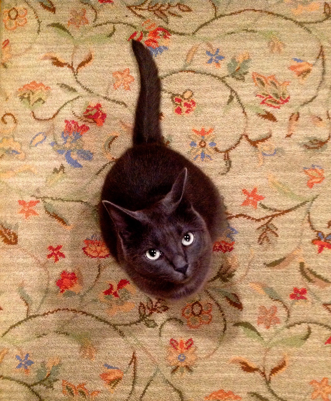 cat carpet gray free photo