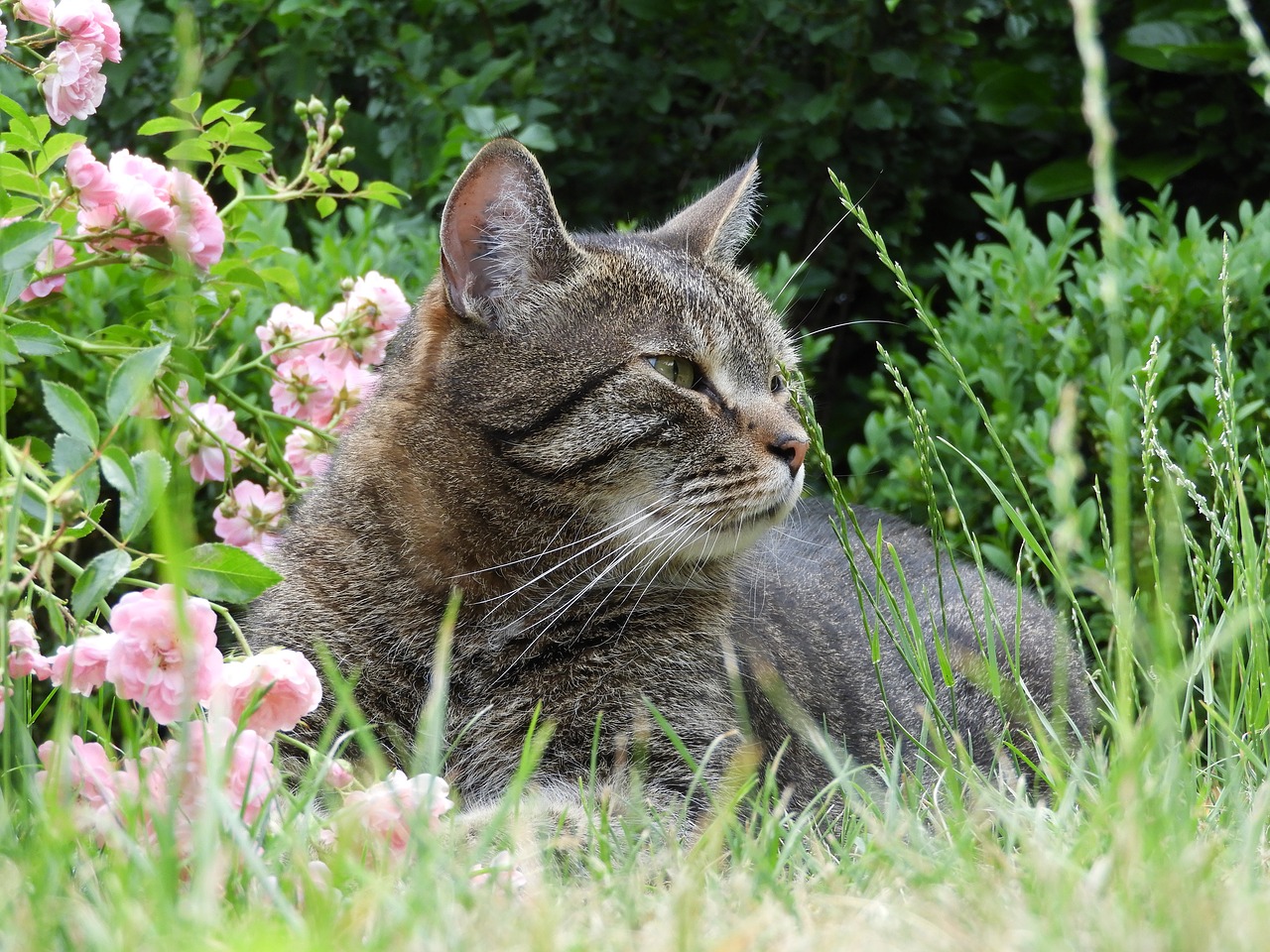 cat garden pet free photo