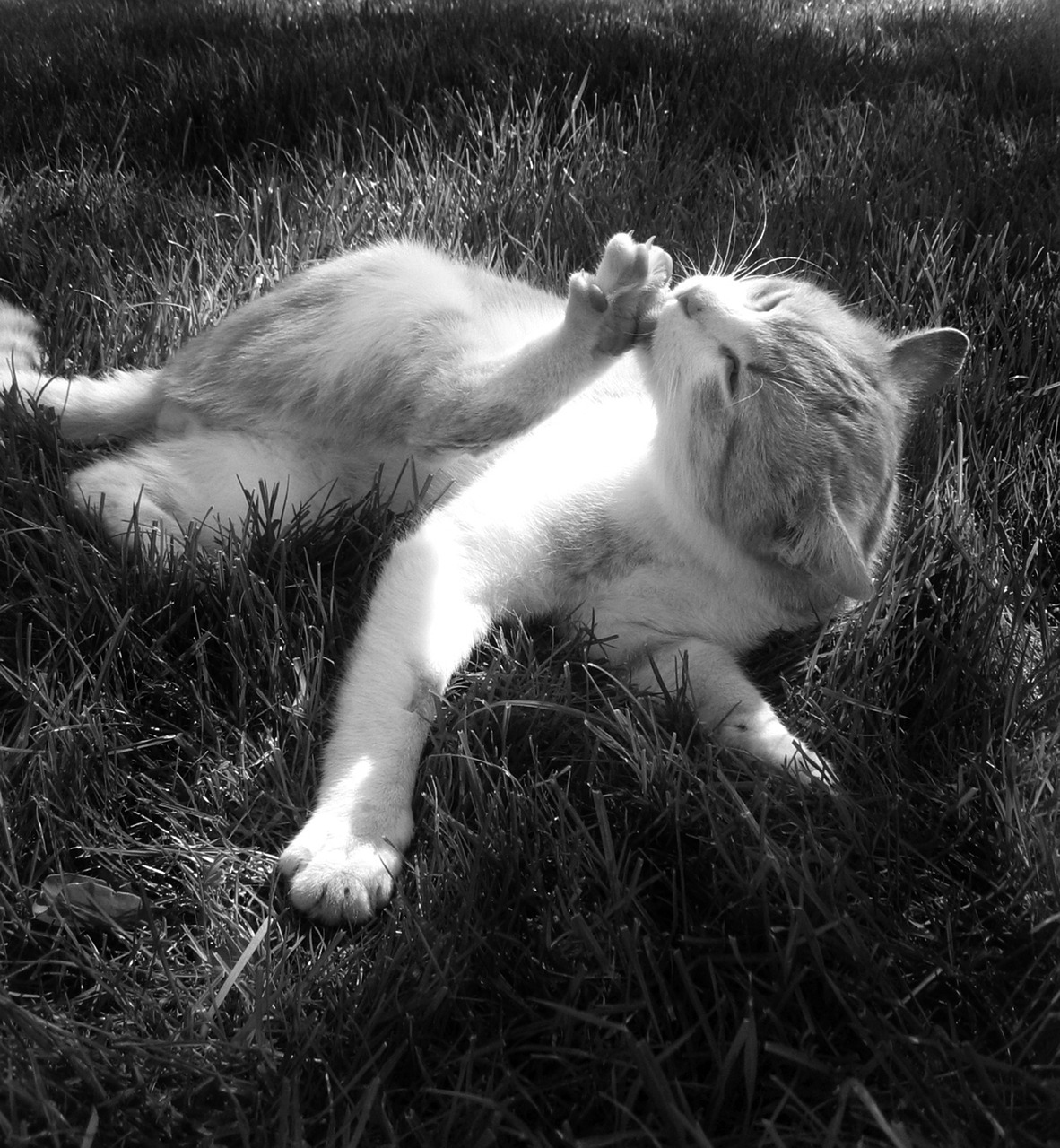 cat tomcat grass free photo