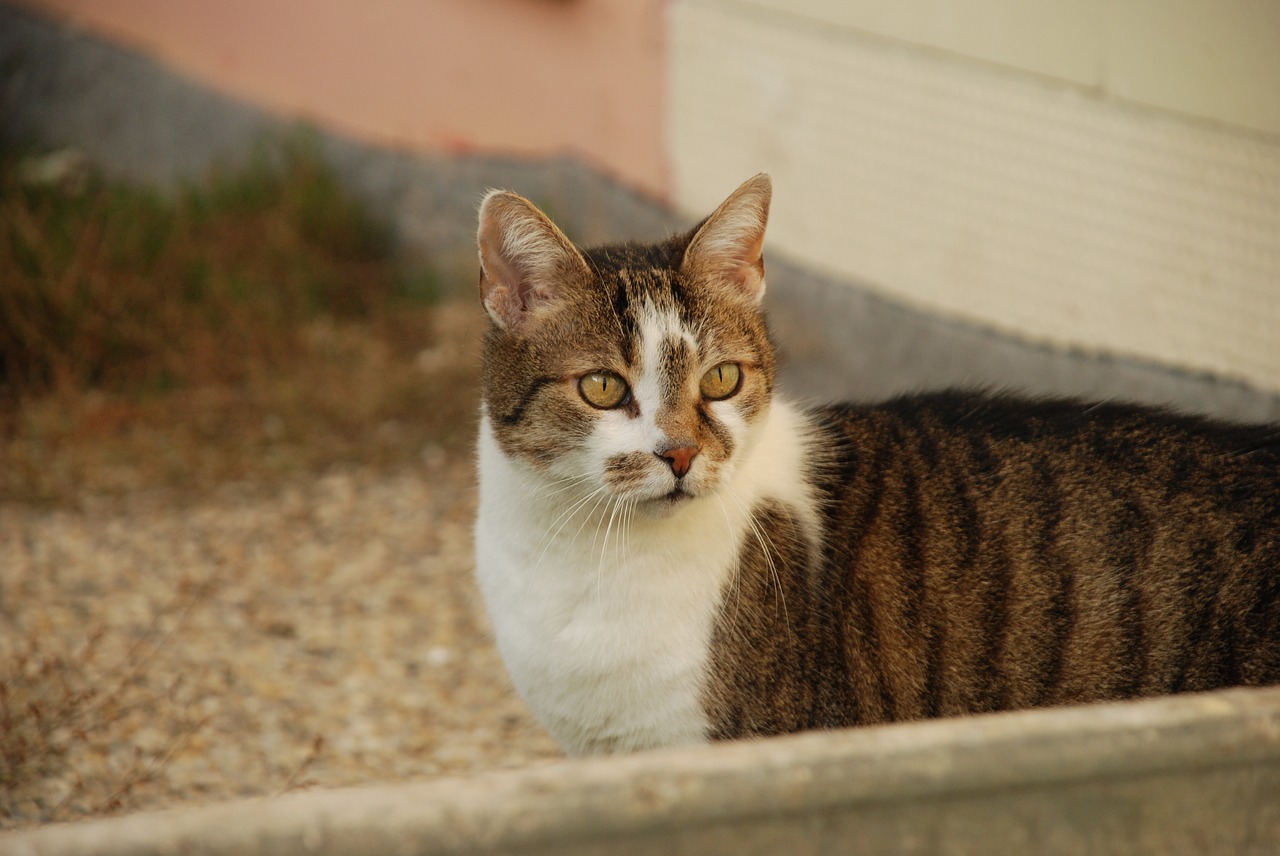 cat domestic cat pet free photo