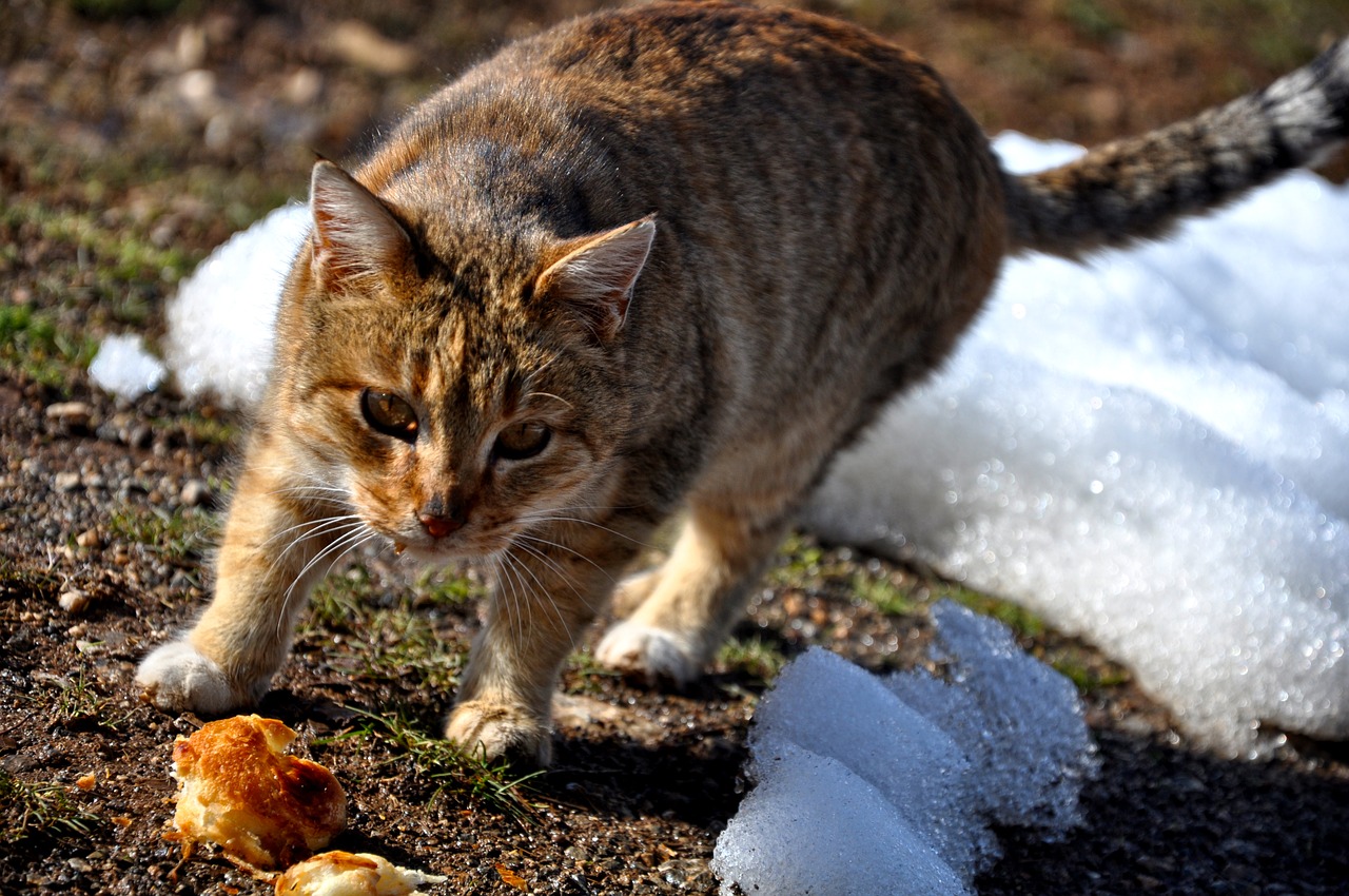 cat meow tabby cat free photo