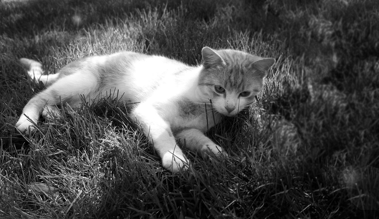 cat tomcat breather free photo