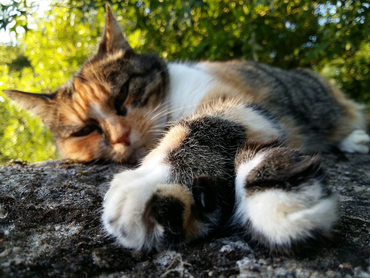 cat asleep relaxation free photo