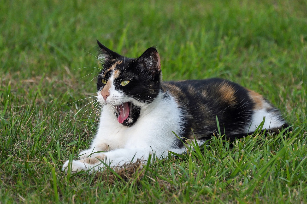 cat tricolor yawn free photo