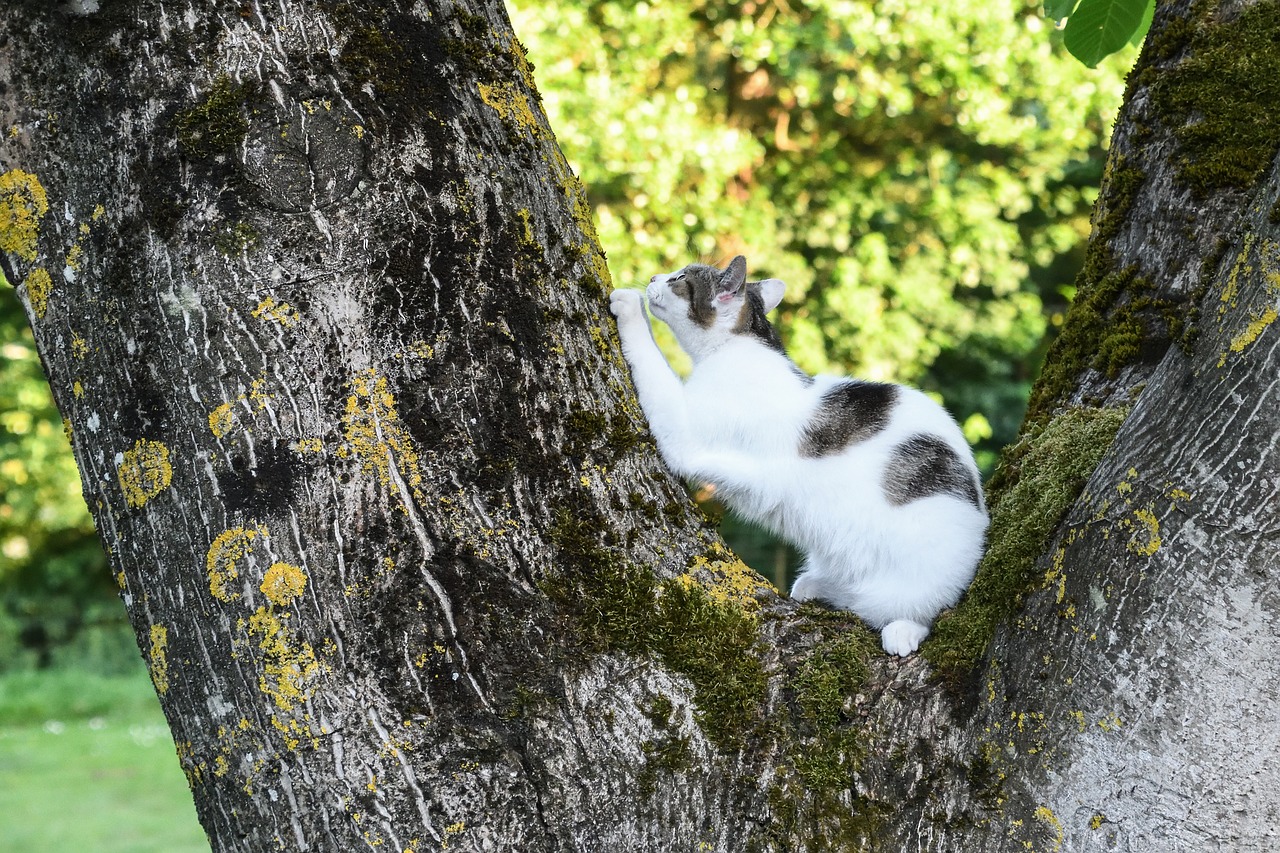 cat tree scratch free photo