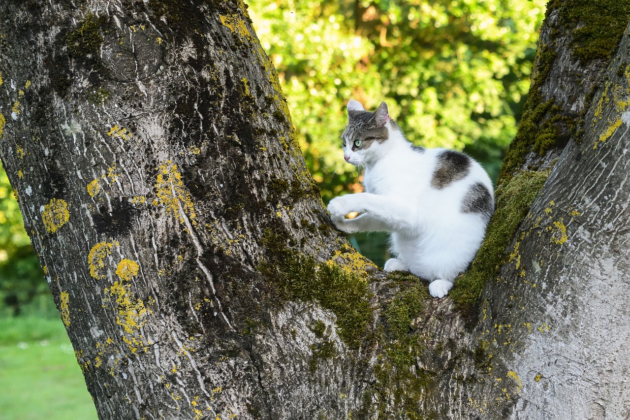 cat tree green free photo