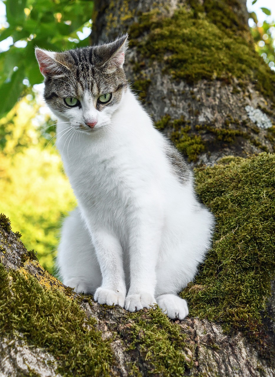 cat tree green free photo