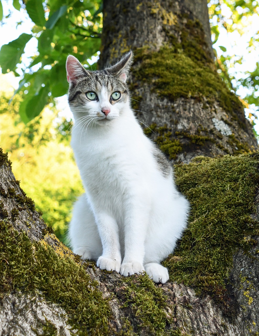 cat tree green free photo