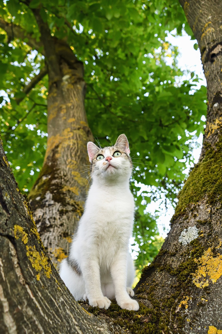 cat tree green free photo