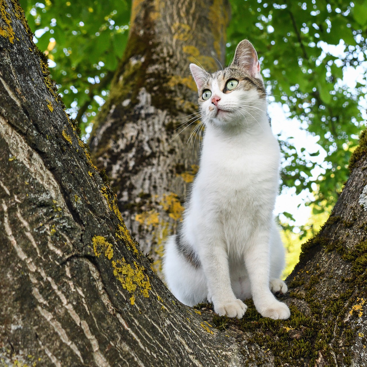 cat tree green free photo