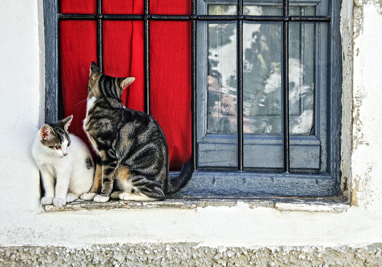 cat two cats window free photo