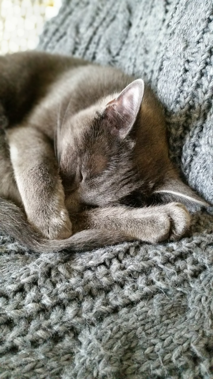 cat grey asleep free photo