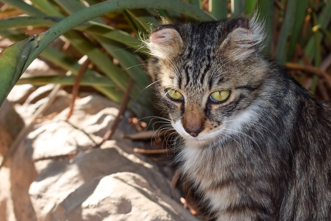 cat stray eyes free photo