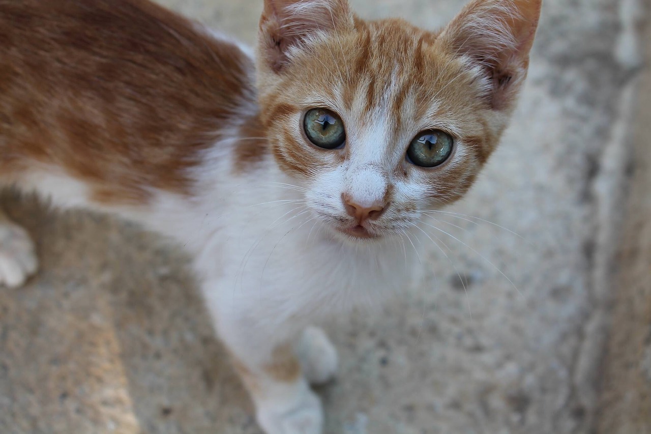 cat blue yellow free photo