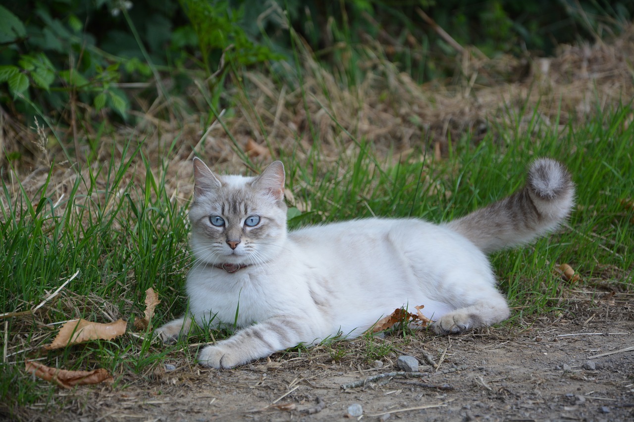 cat rest domestic animal free photo