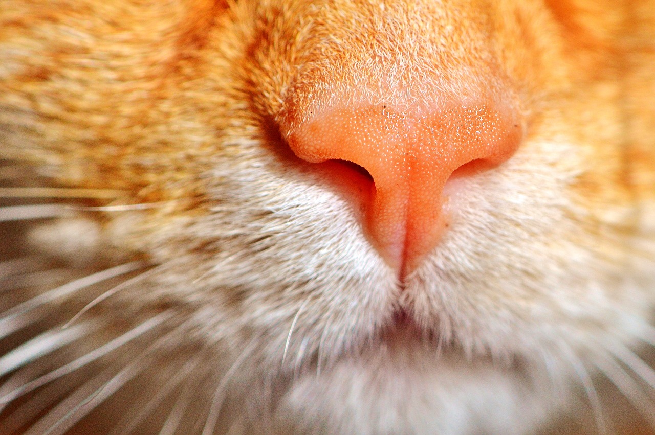 cat puss cat nose free photo