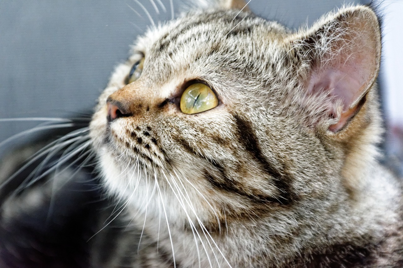 cat british shorthair breed cat free photo