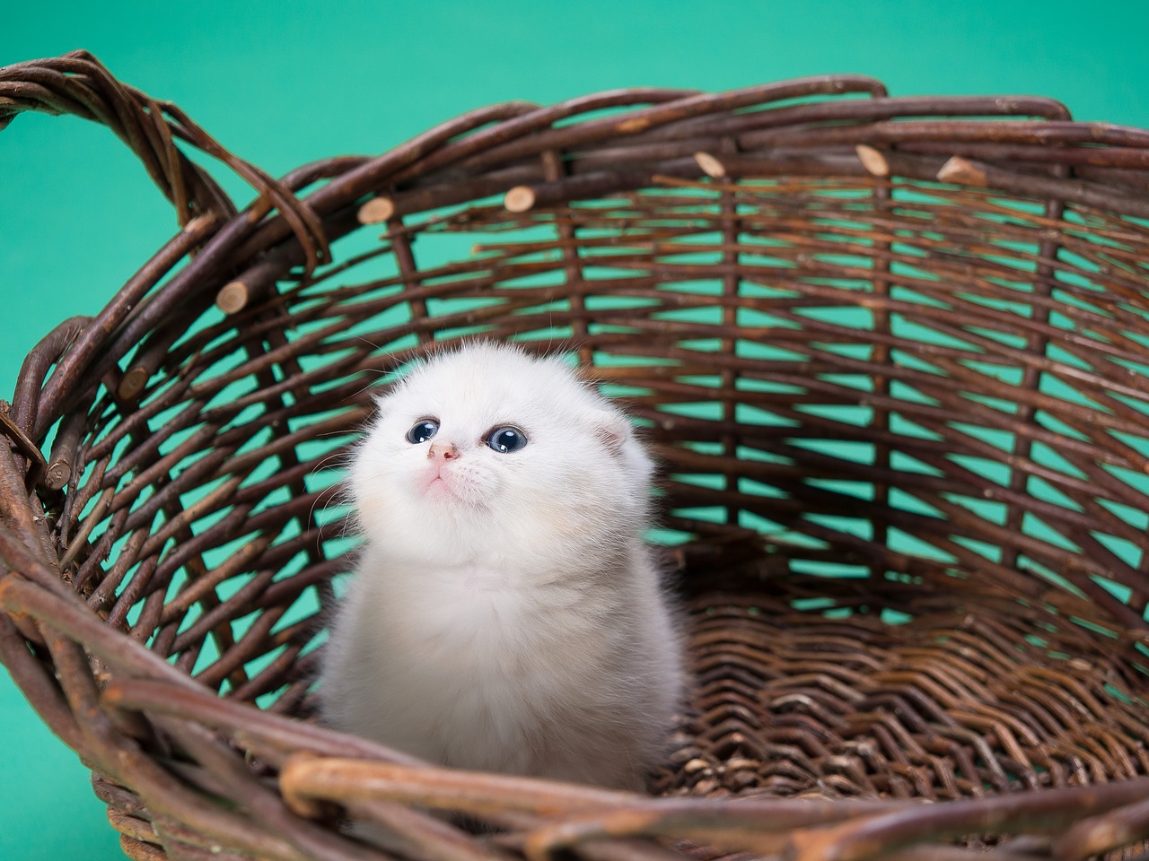 cat kitten puppy free photo