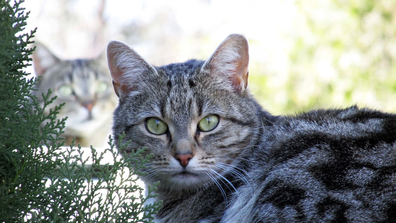 cat tabby and free photo