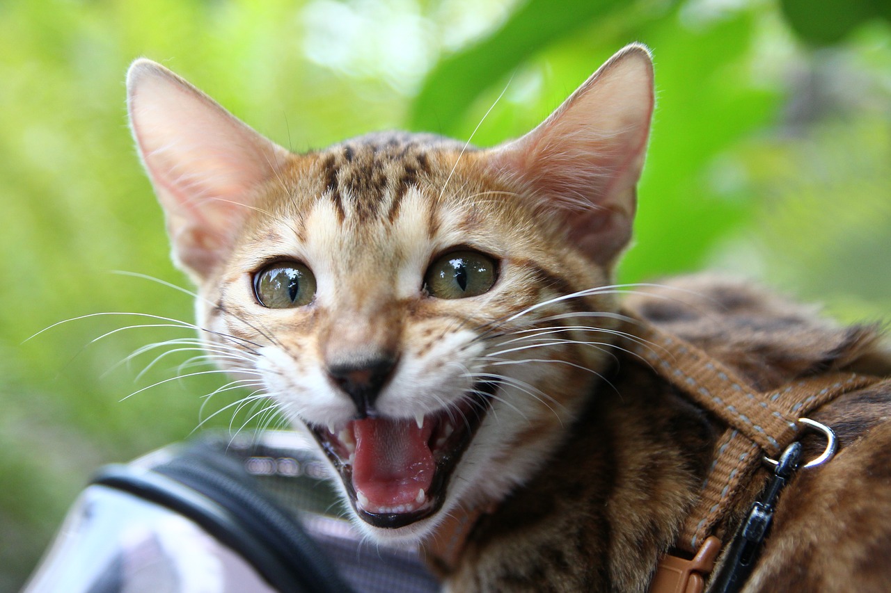 cat wildlife portrait free photo