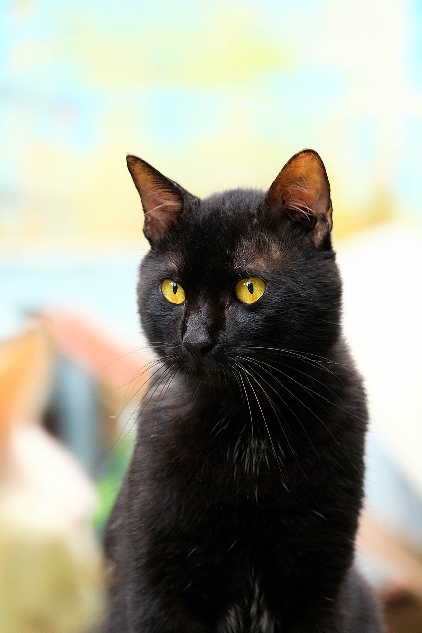 cat black black cat free photo