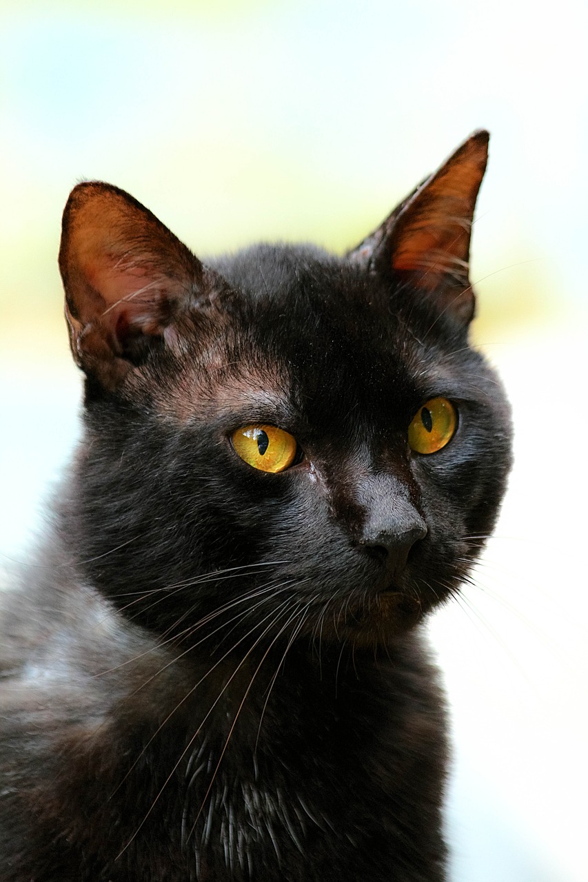 cat black black cat free photo