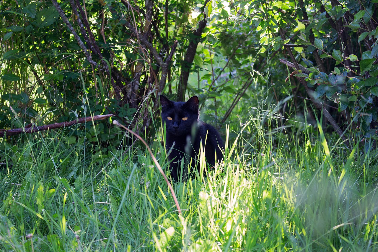 cat kitten black free photo