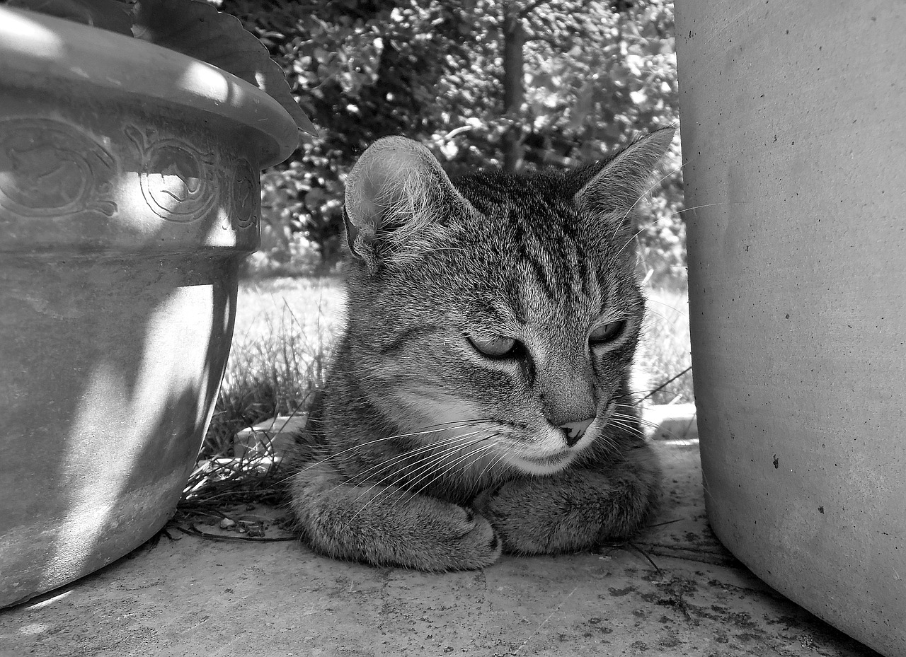 cat kitten tabby kitten free photo