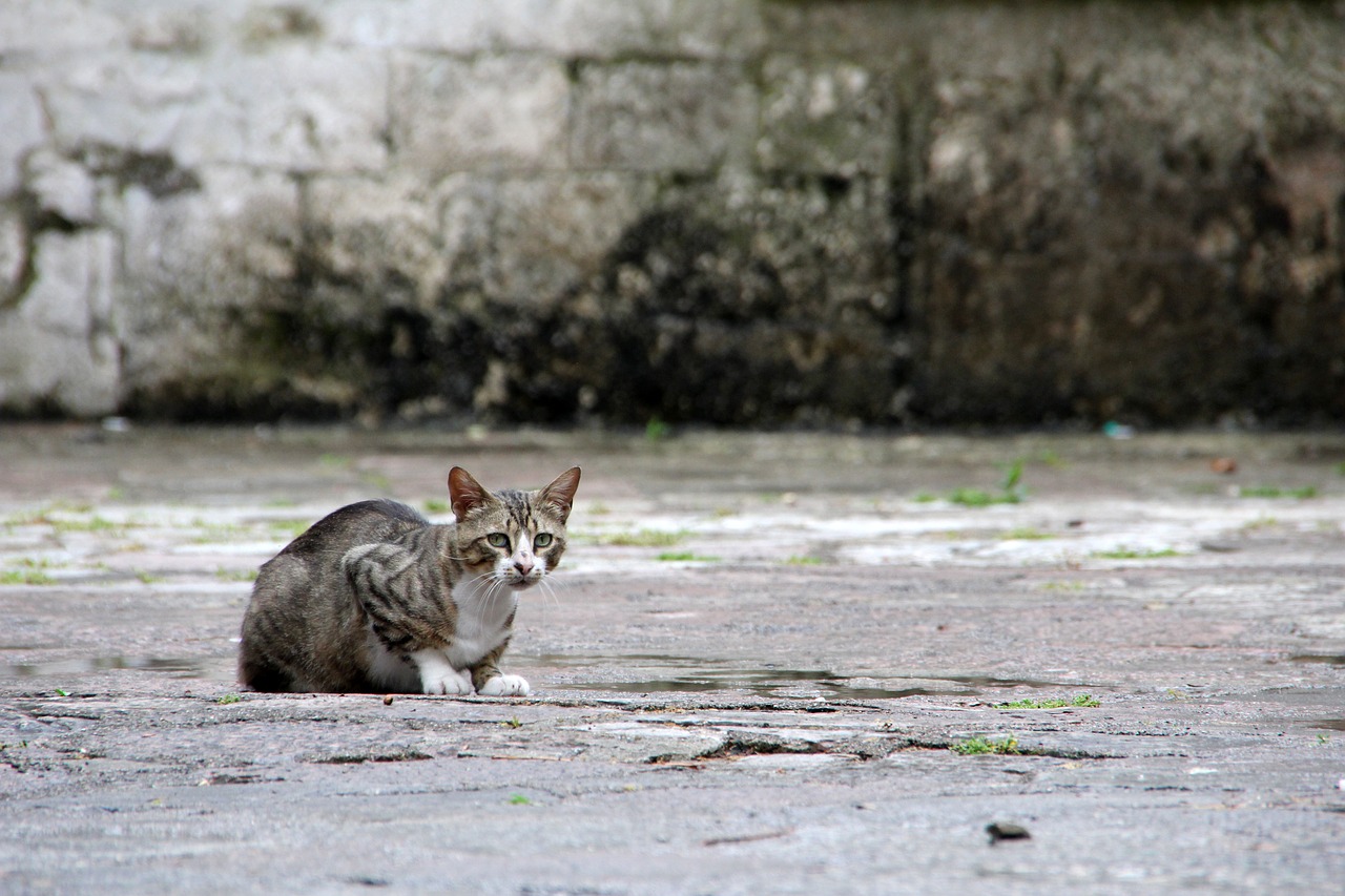 cat kitten young cat free photo