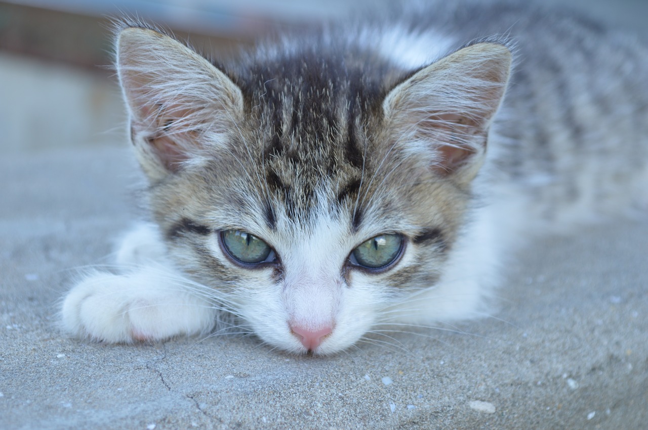 cat kitten cat eyes free photo