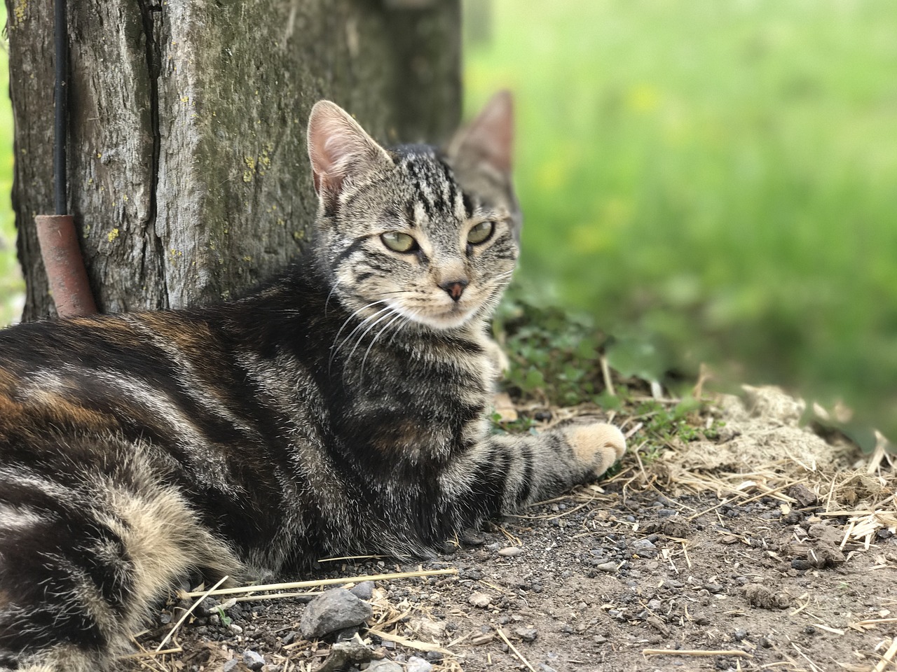 cat farm bauer cat free photo