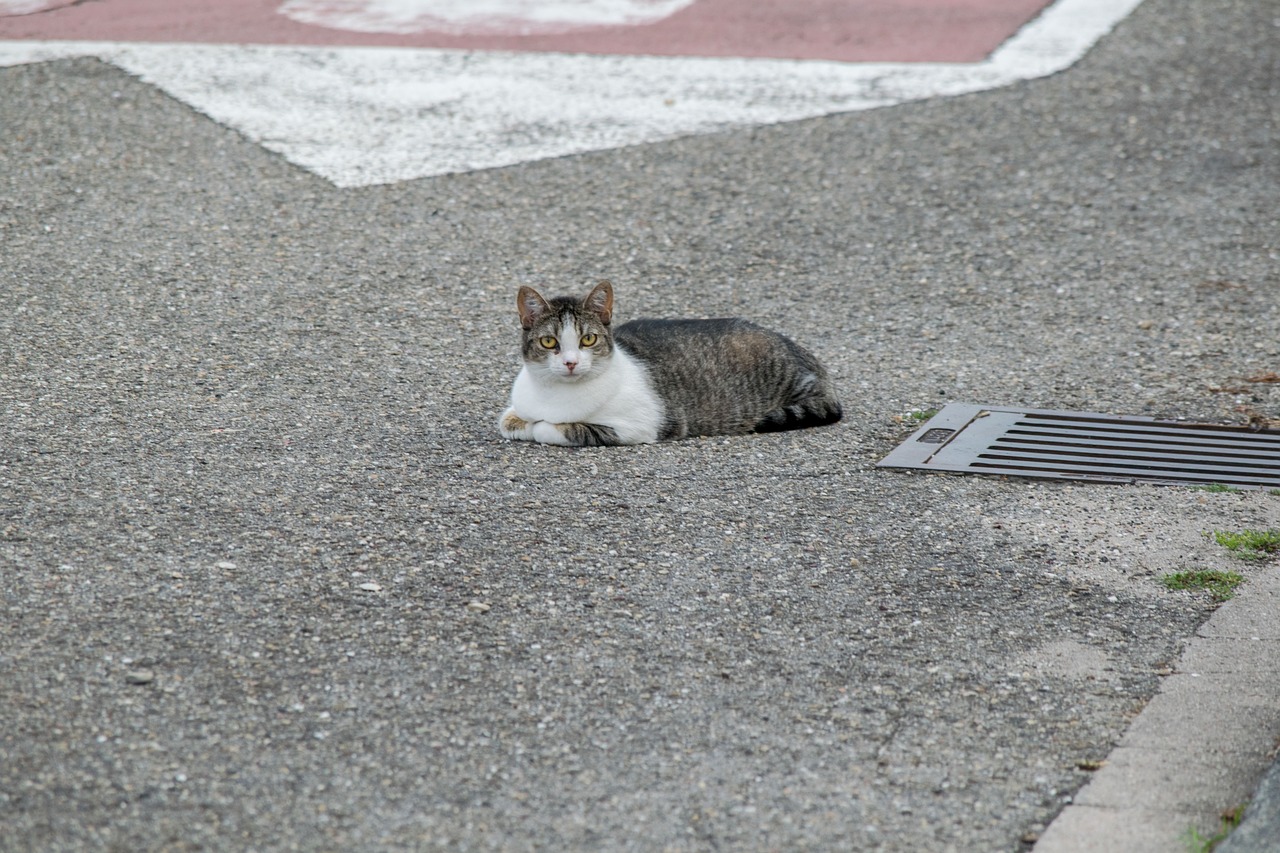 cat street pet free photo